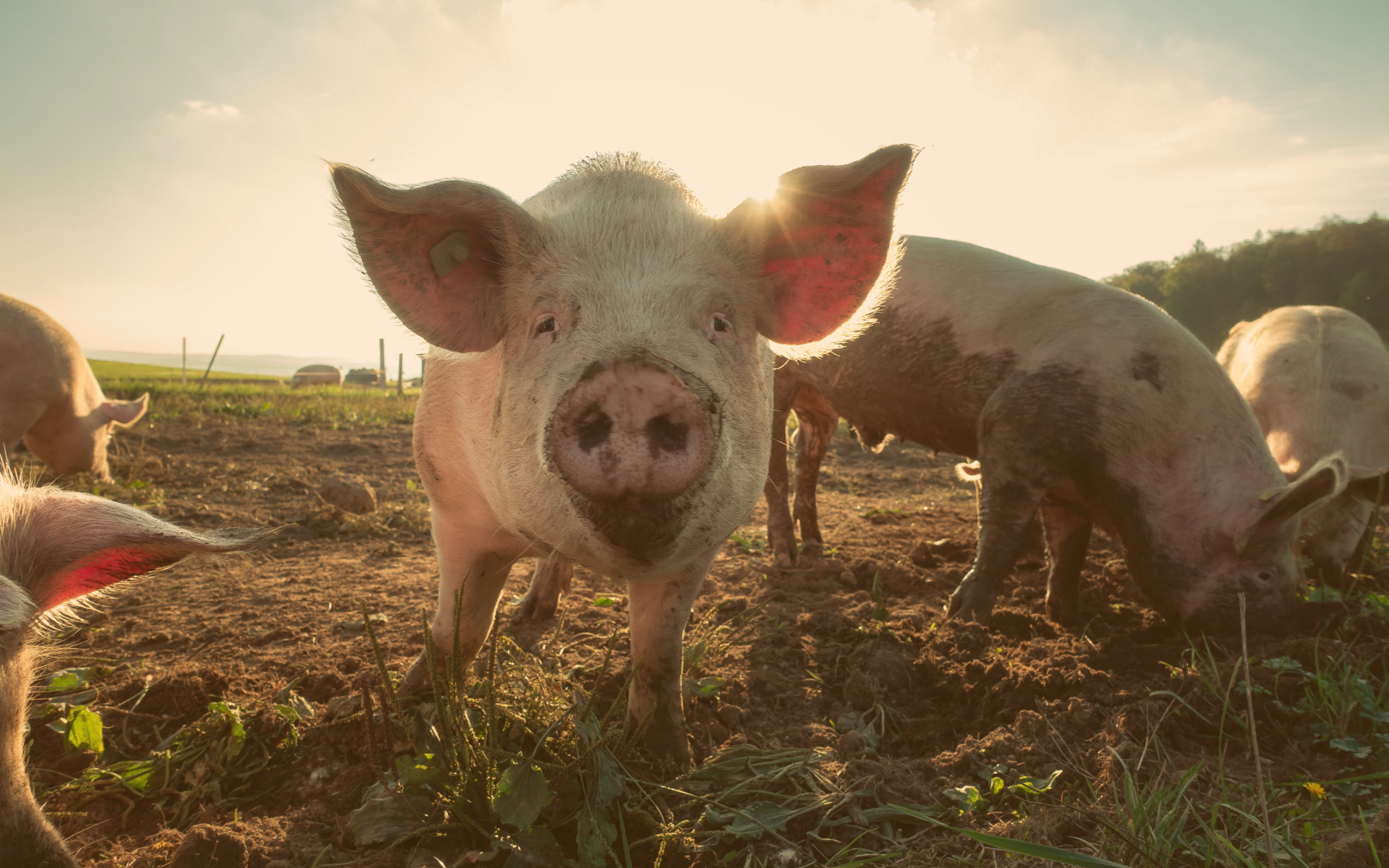 Wrestling a greased pig in the dark | Behind The Hashtag | Jean MacAskill